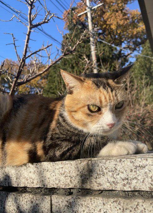 Twitterのコスプレ画像29