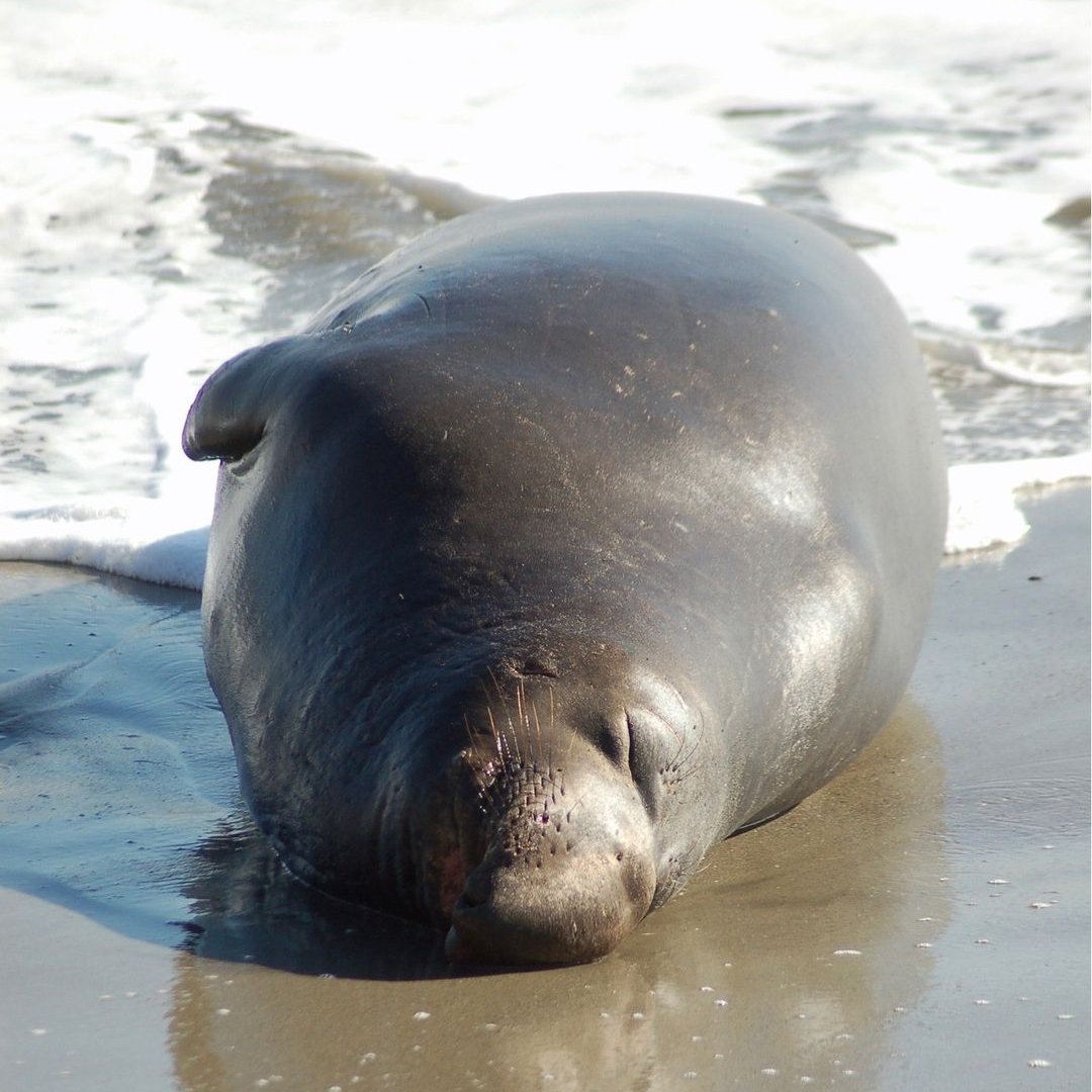 ✨Guided elephant seal tours are back!✨
Starting Dec. 15, the Natural Preserve at Año Nuevo State Park will host docent-led elephant seal tours. The popular tours will run through March 31! 
🦭Purchase your tickets: bit.ly/328OvAa