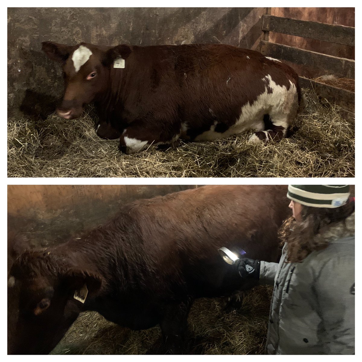 drstaceyangus's tweet photo. My pretty Lily has arrived and she’s enjoying some barn time with her Emotional Support Cow, Jane. Jane is pretty sure she won the lottery. Ann and Maid are constantly voicing their displeasure and injustice in the whole situation. #minus23 #Lilyneedsasweater https://t.co/1KXT8dBZv0
