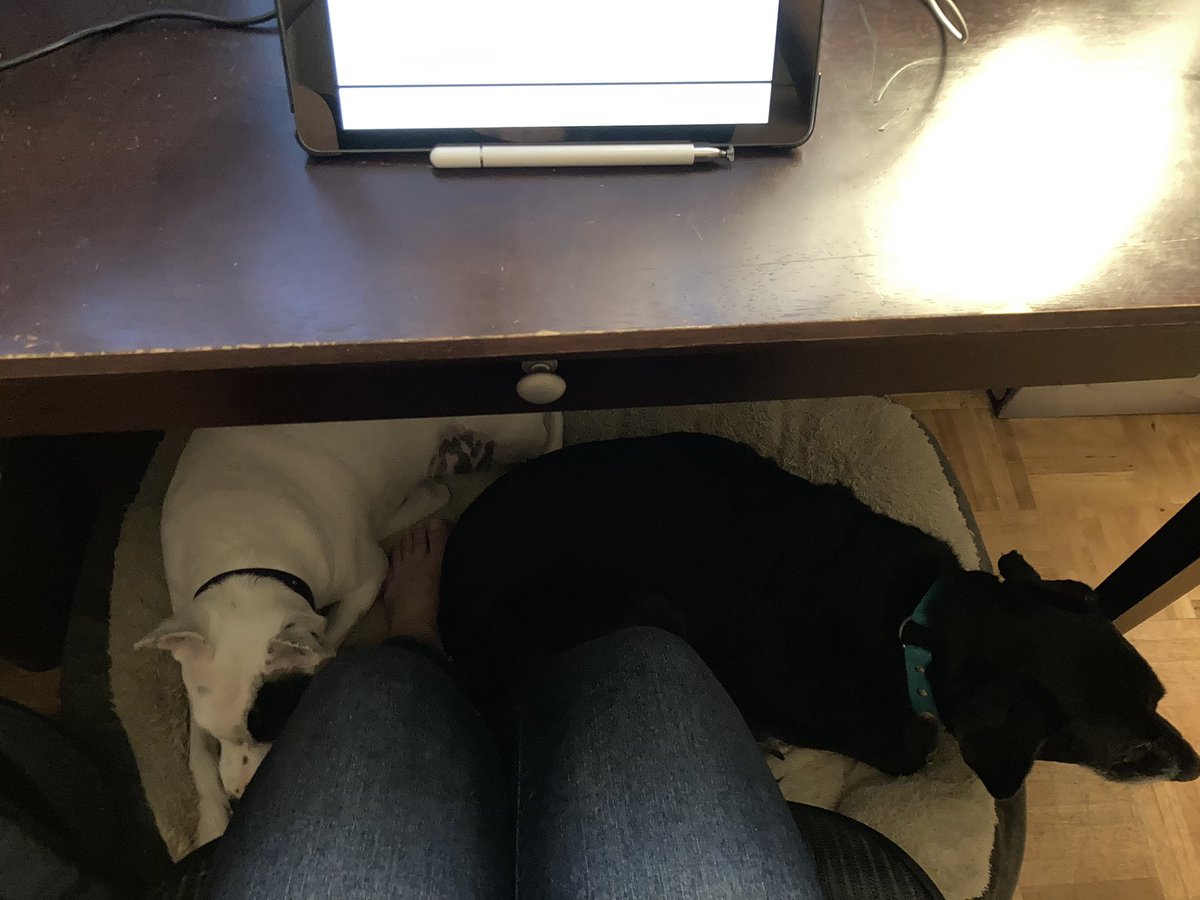 StacyCalGro's tweet image. Sometimes, when things (like thunder) get scary, you just need a fort under Mom’s desk. Lucy, the black lab, is the one afraid of thunder. Her sister, Rosie, has FOMO and the need to snuggle with somebody when she sleeps.