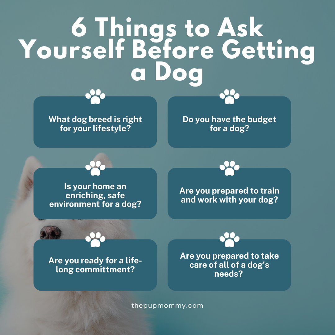 thepupmommy's tweet photo. B4 you bring a dog home, take a serious look if you can afford all of a dog’s needs (even the unexpected ones). Most importantly, ask yourself whether you’re willing to love and care for your dog for the rest of its life.
#dogsoftwitter #newdogowner #firsttimedogowner https://t.co/67ZeWG9fjI