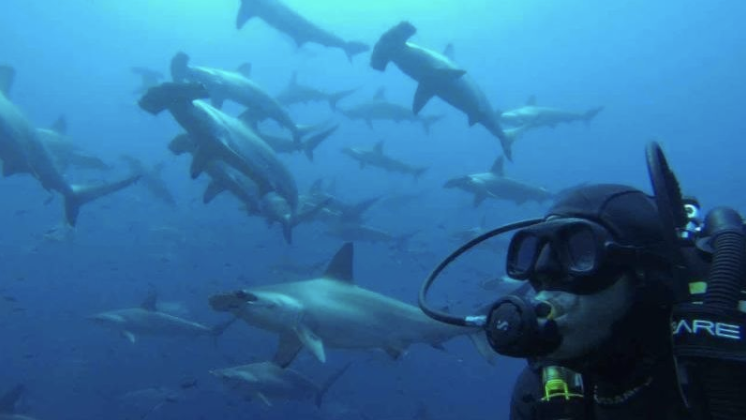 ExplorerVenture's tweet photo. For your 2022 Bucket List! #WOW #Galapagos

 #explorerventures #divetravel #liveaboard #scubadiving #underwaterphotography #ocean #scubadiver #undersea https://t.co/xUWVciDUhP