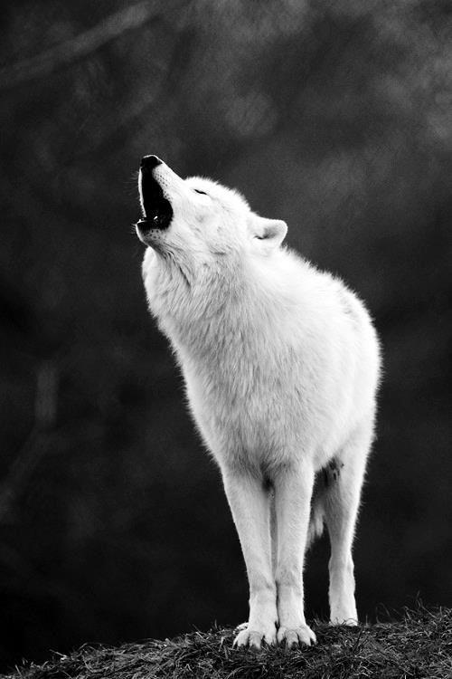 HourlyWolves presents: