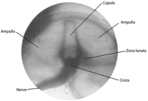pkrishhh's tweet photo. Classical theories of semicircular canal macromechanics largely ignored the role of the cupula due to its shrinkage during histological fixation. Only in 1931 was cupula displacement observed in response to rotatory/caloric stimulation (in situ).   #physiology  #Neurotology https://t.co/Ia0zsxyK74