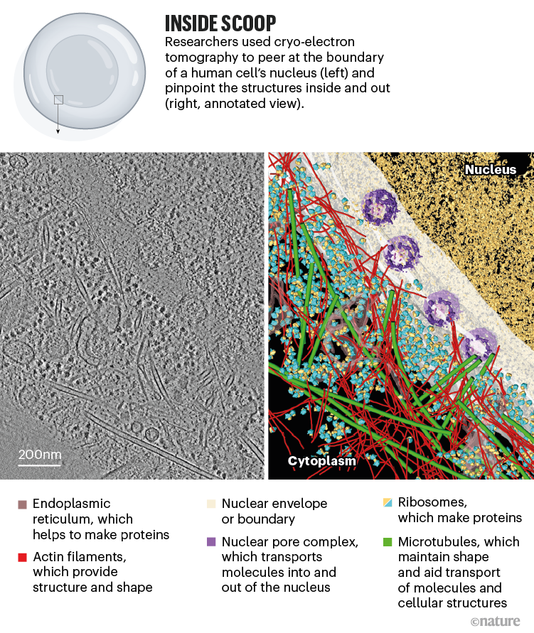 abcam's tweet photo. Imaging techniques such as cryo-electron tomography are providing high-resolution views of cells like you’ve never seen them before! Find out more: https://t.co/GYfddtO5vc
@dianamkwon #cryoet #cryoelectrontomography #microscopy #cellbiology https://t.co/o5oa19T9jw