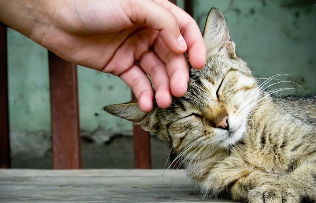 The month of December is National Cat Lover's Month. 
Don't forget to show your fur balls some extra love with all their  favorites from The Barn. 
.
.
.
.
#nationalcatloversmonth
#catsrule 
#catlovers