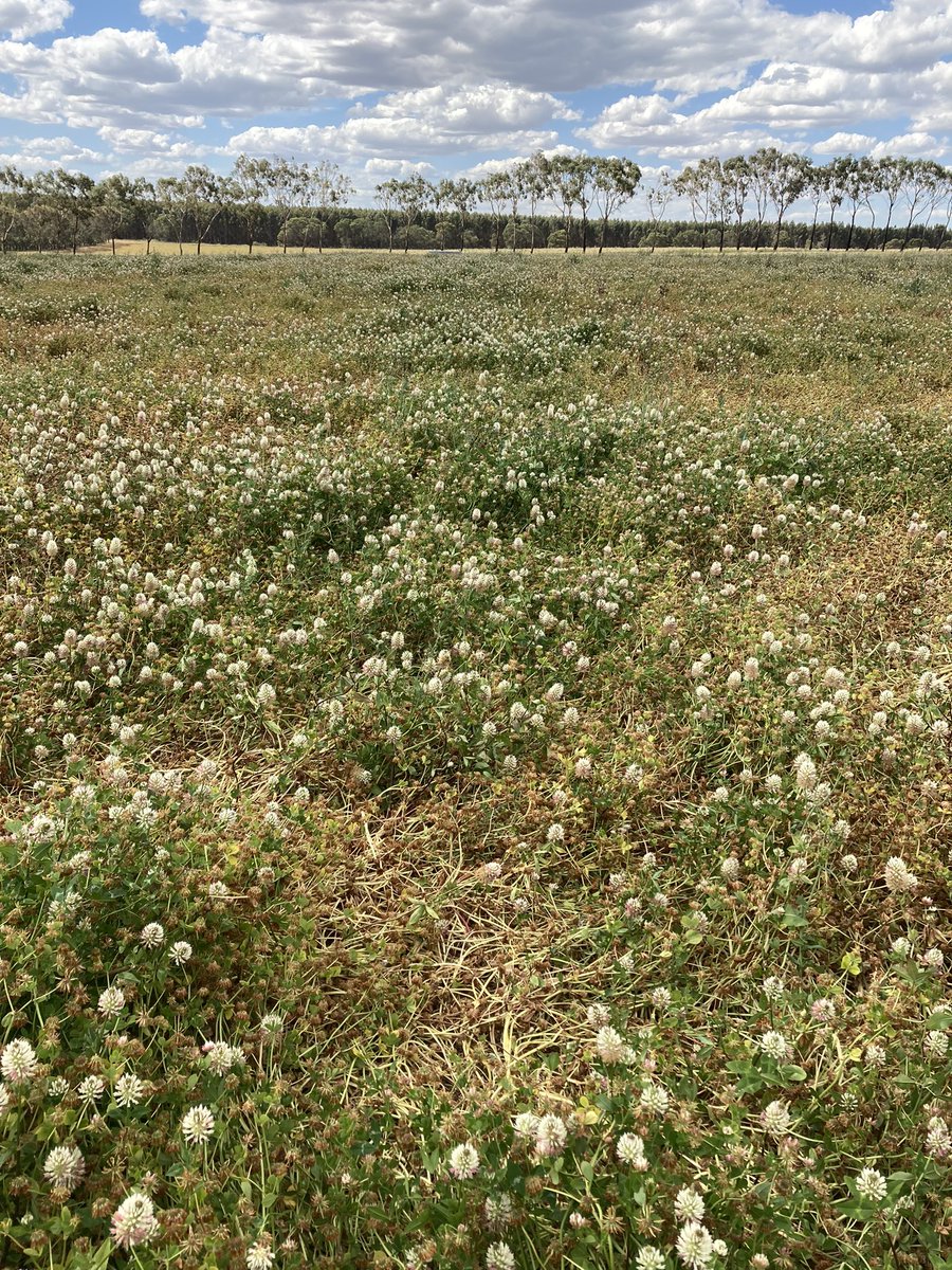 Ag Diagnostics tweet media