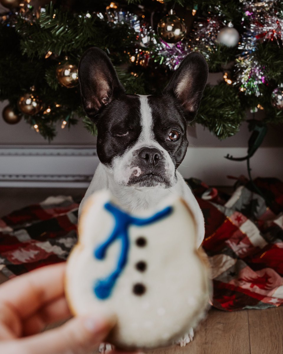 taylorjmac11's tweet photo. Obsessed with this dog 🥰☃️ https://t.co/UVKj3QR2tm