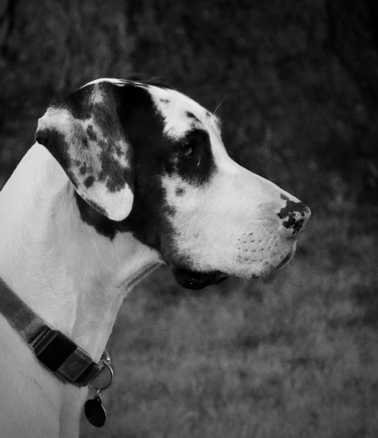 _Dog_Party_'s tweet photo. #cute #dog #dogs #DogParty #DogsOfTwitter #DogsOnTwitter #doglover #woof #bark #pup #puppy #ilovedogs https://t.co/nhDI2x1dzZ