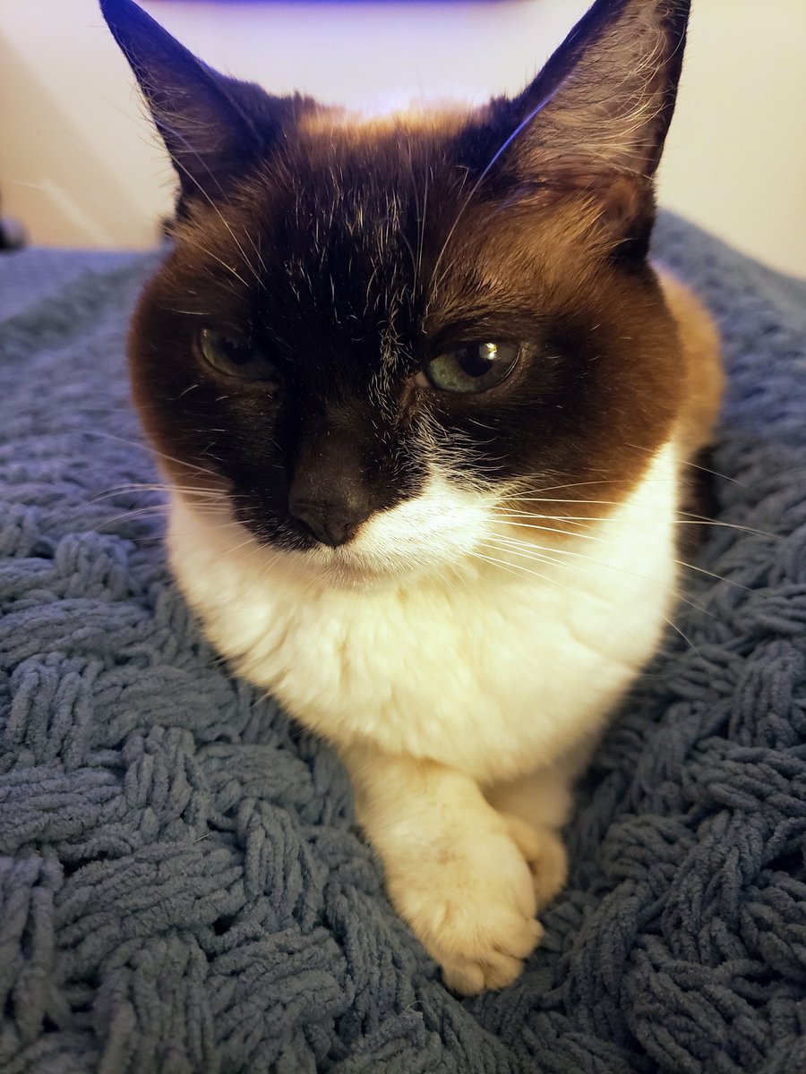 negrasini's tweet photo. Mi gata Flora vivió en tres países distintos. Tuvo ataques de ansiedad, una supuesta leucemia y problemas renales. Me acompañó por más de 15 años y era lo más! #RIPFlora Gracias por todo el amor que me diste😻 https://t.co/WAxC10d96j