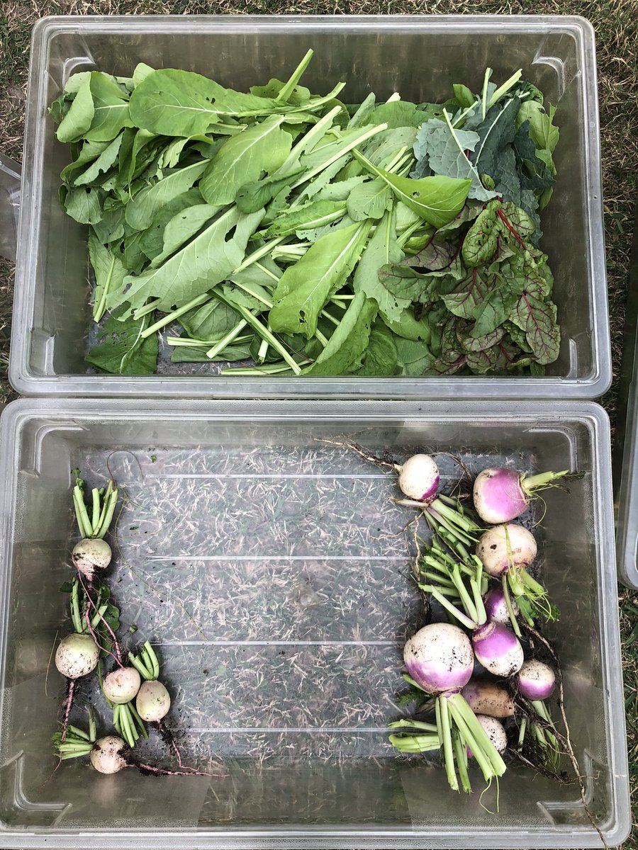 Harvesting today <a href="/HolbrookCFISD/">Holbrook Elementary</a>!!! The 3rd graders loved it and the rain stayed away! #itsgardenday #CFISDspirit <a href="/PowerUpCafe/">Cy-Fair Nutrition</a>