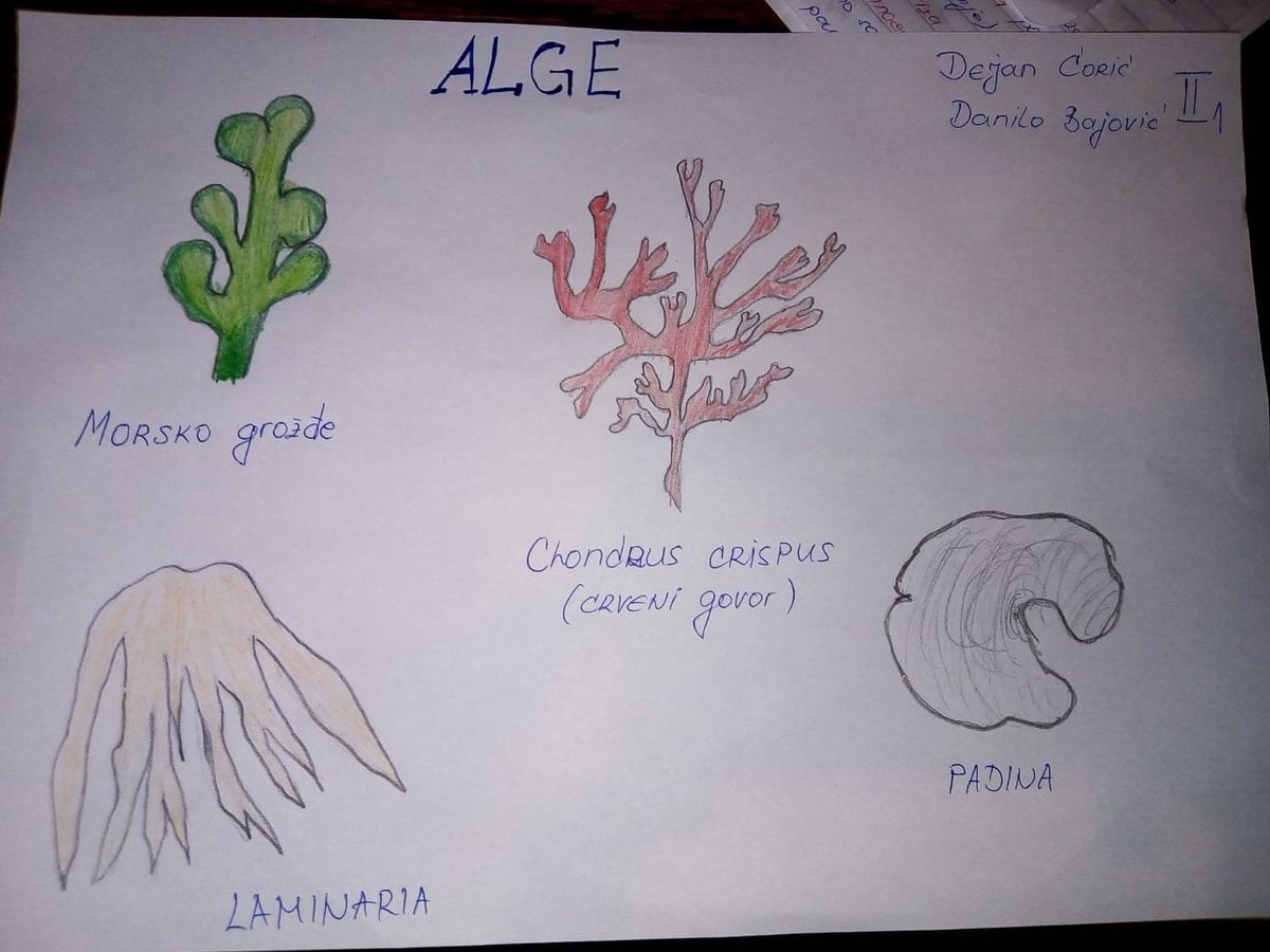 oljal2's tweet photo. On November 28, we celebrated the 1st #Day of the Mediterranean. The students made posters with Mediterranean fish, invasive species, mollusks, echinoderms...
@UfMSecretariat
our word is "nature"
@UfMSecretariat
@UNCCD
@UNBiodiversity
@EU_ENV
@JUSrednjaekonomskougostiteljskaškola https://t.co/Bvo0yIKq5m