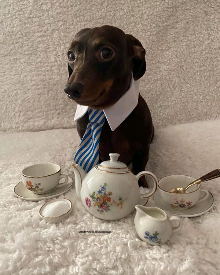 DogtorPerrito's tweet photo. Quieres tomar el té conmigo? 🥺 https://t.co/bh5x72ZgGZ