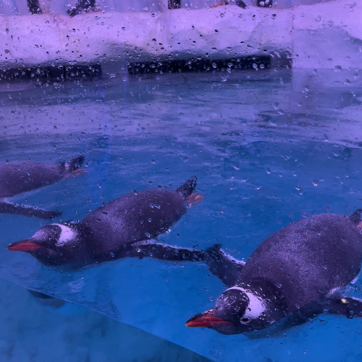 อควาเรียม