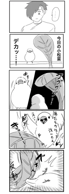 #文鳥 