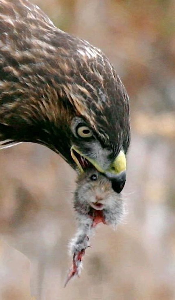 Todd_McGhghy's tweet image. Vote for Ben or get “Kuetered”!!
#LBHIGH