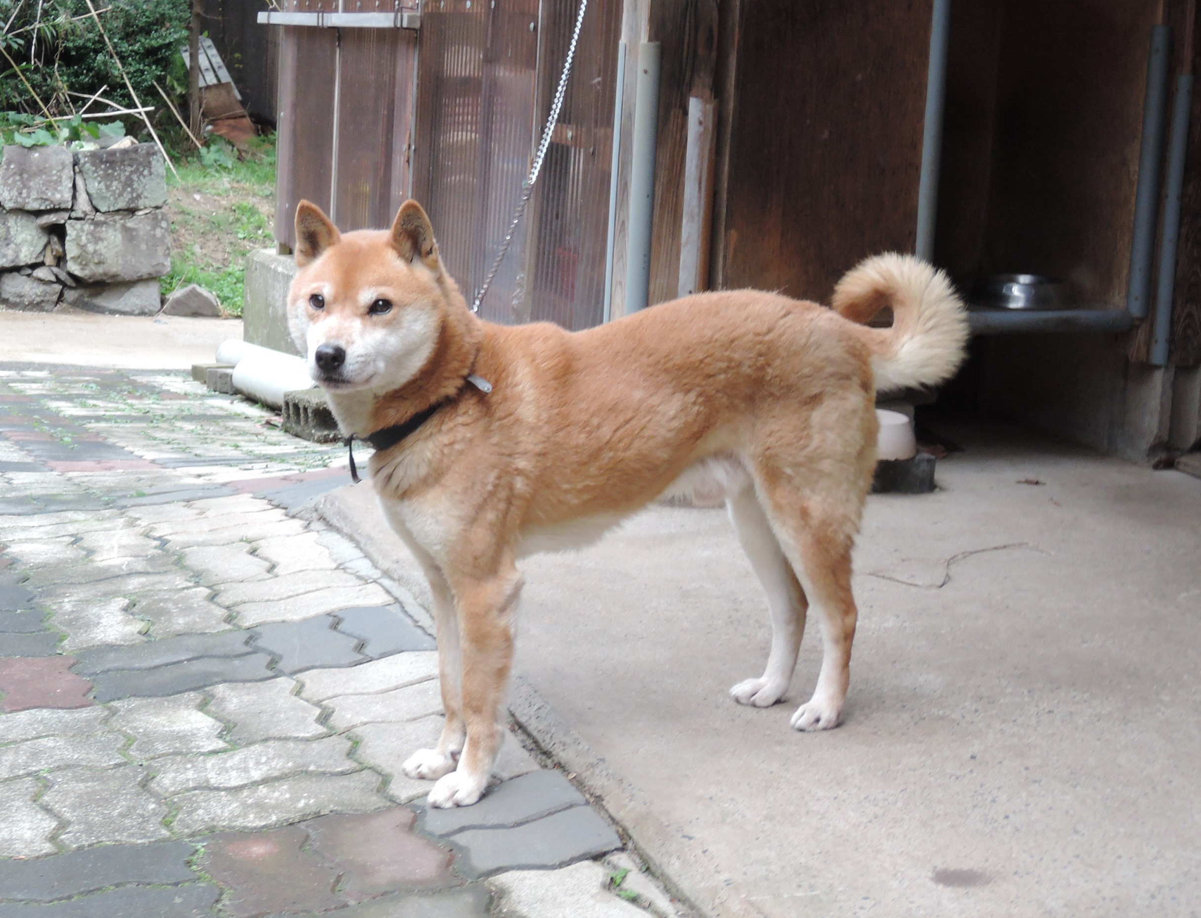 鳥取市地域振興課 V Twitter 鳥取市青谷町に暮らす山陰柴犬 のさんぺい君 オス 8歳 です 精悍で凛々しい男前ですが 飼い主さんに構ってもらいたいお茶目な一面もあるようです 山陰柴犬は 地域固有の地犬 じいぬ で 温和で従順な性格の小型犬で 引き締まった体