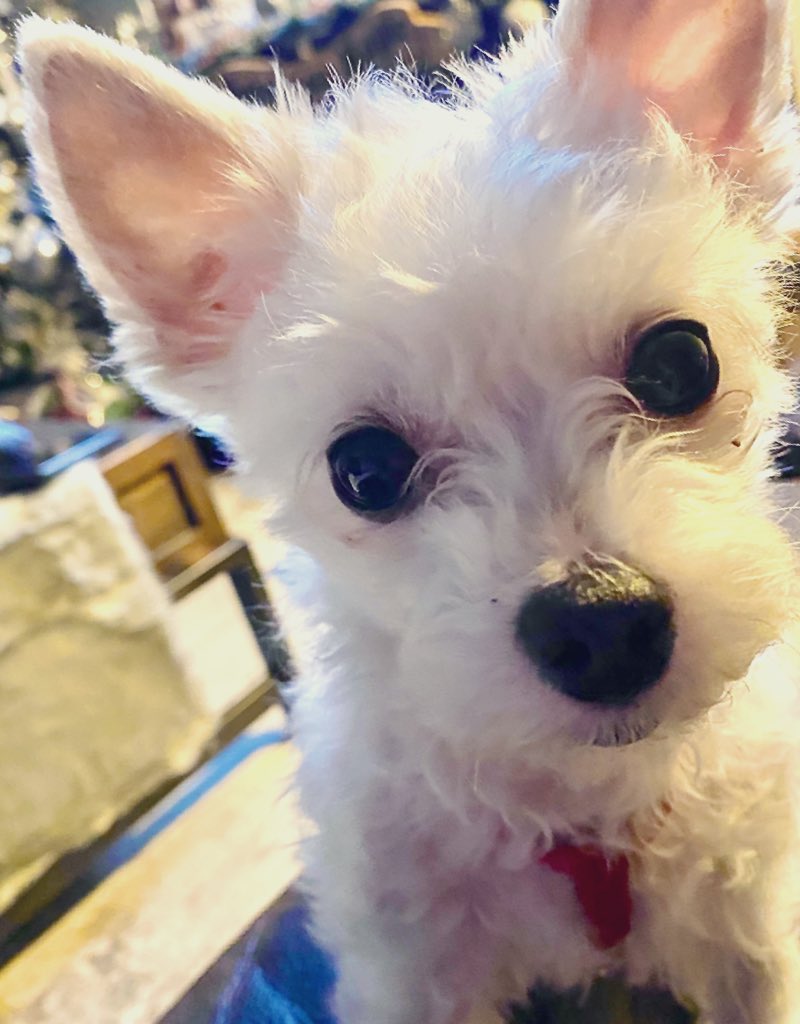 Lpuntillo77's tweet photo. @breakfasttv @petvalu This is our furbaby Nico. He is 9 years old.  This is his way of saying Hello everyone ❤️ https://t.co/L8XBjIuIrS