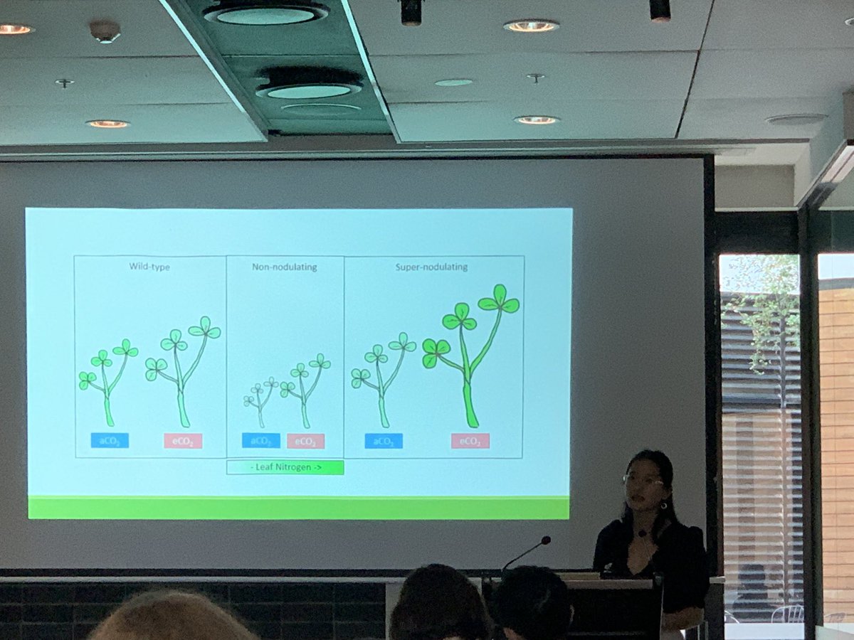 Curious_Tory's tweet photo. Super proud of mine and @MathesiusU project student Rose Zhang presenting her data today at #ASPS2021! Rose gave a great talk with her data showing that eCO2 can enhance growth in supernodulating legumes via increased photosynthetic efficiency.  @asps_ozplants. https://t.co/V83Vqo2GRP