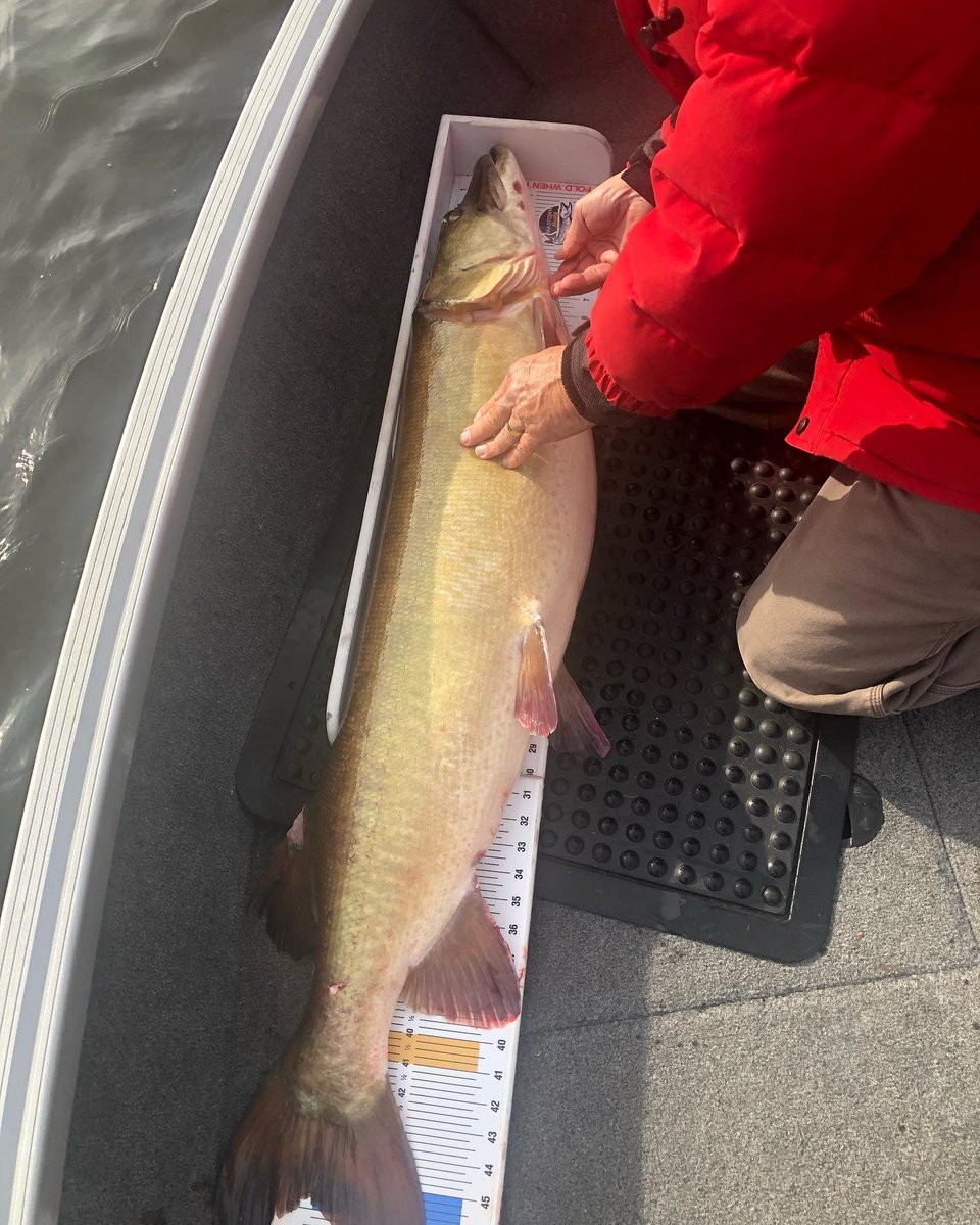 madtownmusky's tweet photo. Today was a memorable day with my dad. He got his personal best musky, a GIANT, just under 50”. I’m honored and humbled! You always wondered what it would be like to handle a fish like this. You handled it like a pro! Congratulations! https://t.co/9kmnNmRGi5