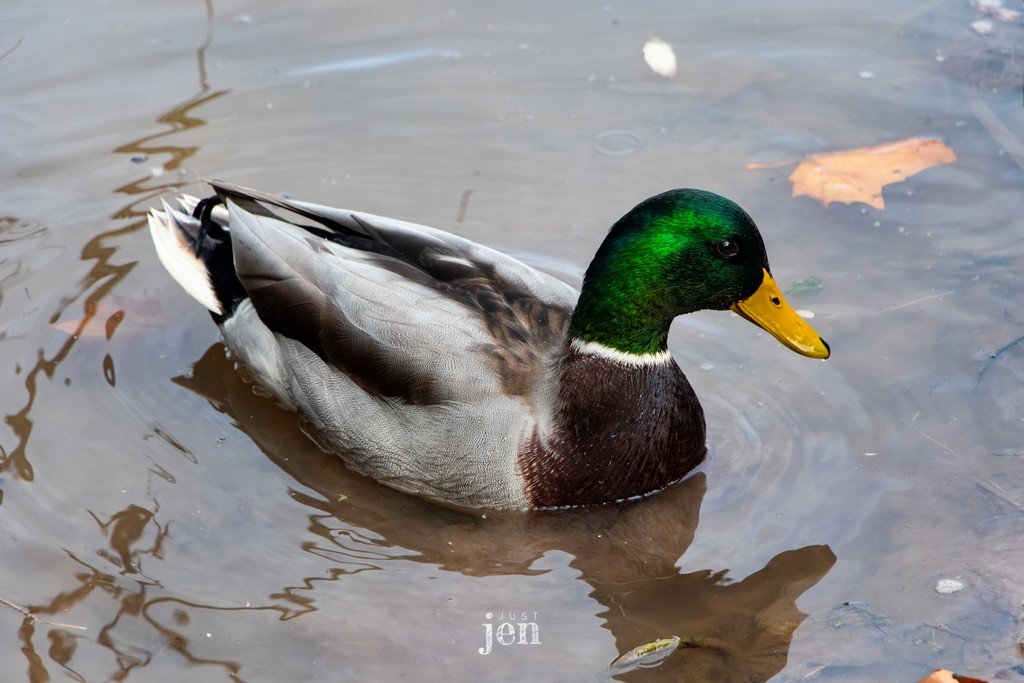 Jen_Beaul's tweet photo. 📷Just floating around enjoying this beautiful fall day!

#jenjustshoots #texture #cool #interiordesign #duckdesign #duck #lodge #wallart #naturephotography #nature #naturelover #visualart #art #wallart #artistoftheday #burlont #outdoors #walk #fallart #fallcolors #leaves #autumn https://t.co/zHFPpa9rtK