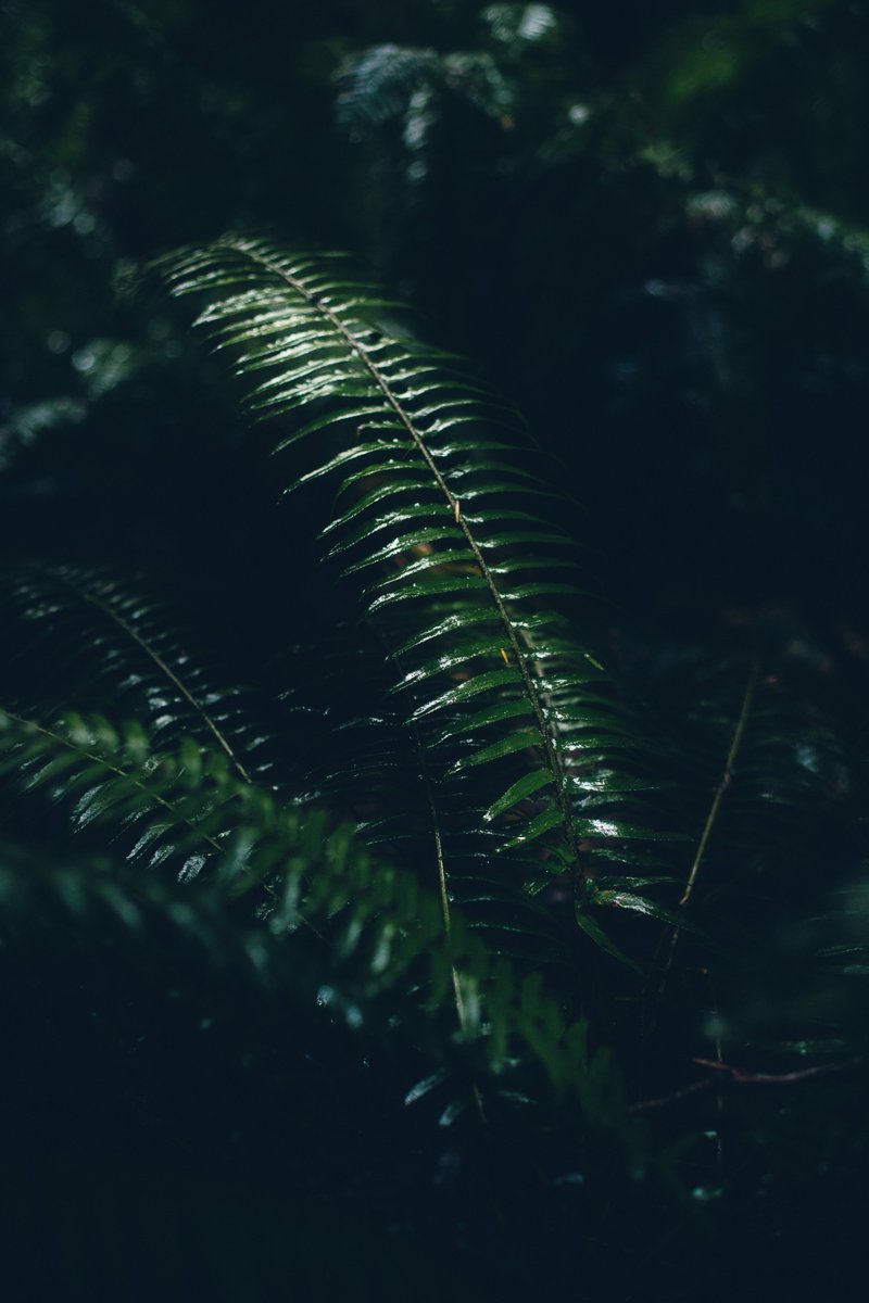 devon_mac's tweet photo. Who doesn't love some dark and moody #ferns. 

#photography #PacificNorthwest #NaturePhotography https://t.co/BCmswnII0Z
