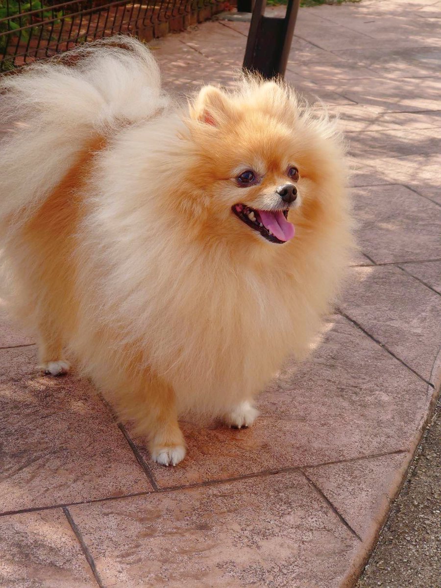 pomeranian2mama tweet picture