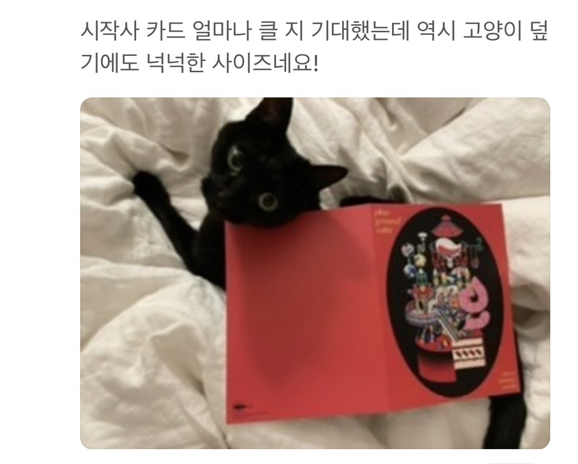 MacJohnathan's tweet photo. 리뷰들 곰곰히 생각해보면 뭔가 이상함
“역시 고양이 덮기에도 넉넉한 사이즈네요!” 
고양이가 귀여워서 그냥 지나칠 뻔 했으나 생각해보니 고양이를 왜 덮어요
역시는 또 뭐지 https://t.co/Y2k7dfIn0H