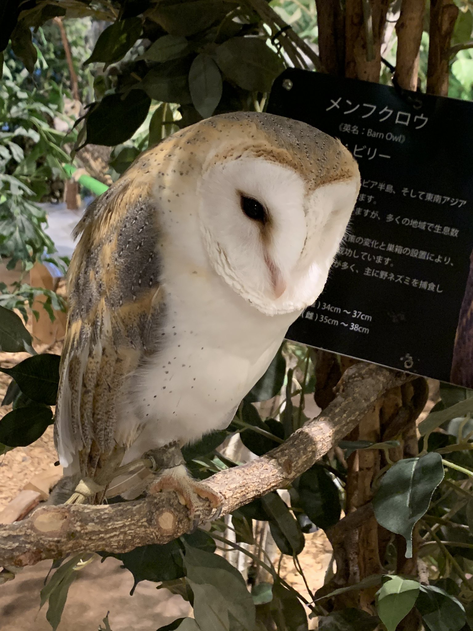 鎌倉乃フクロウの森 Kamakuraowl Twitter