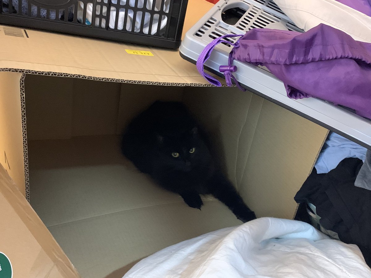 SeraphimKimiko's tweet photo. My wife's cat, @WatsonDavinhart , is extremely photogenic. https://t.co/MralHt5NSP
