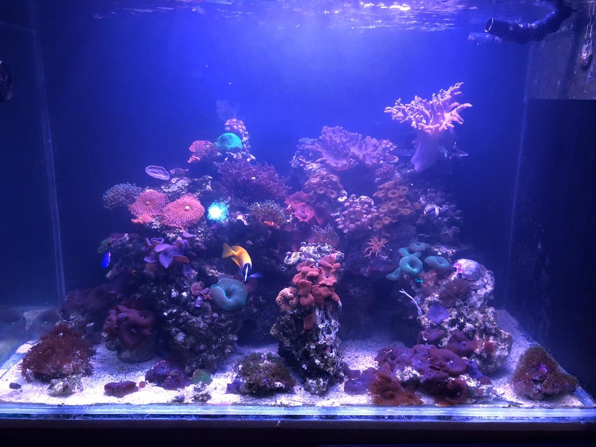 microalgas2015's tweet photo. Alguna vez te has preguntado por que tu acuario es un sistema cerrado, sin poder aprovechar las bondades del océano y como ésto afecta a sus habitantes, sin importar que sean peces, corales, etc. Hacer un cambio y mejorar tu acuario, es posible.  Instagram @microalgas https://t.co/rDwYL7rHFW