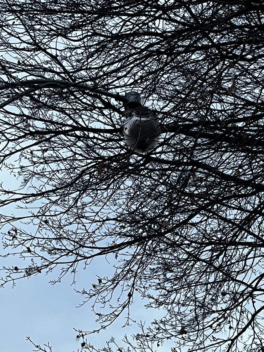 caroothompson's tweet photo. @ShawnMenard1 there is a broken street light hanging on the corner of Linden Terrace and O’Connor. Looks unsafe. Please share with the right group! ☺️ https://t.co/MZkmUzq52r