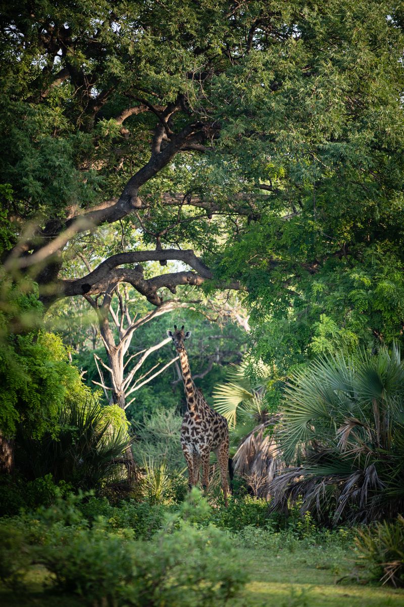 In The Wild tweet media