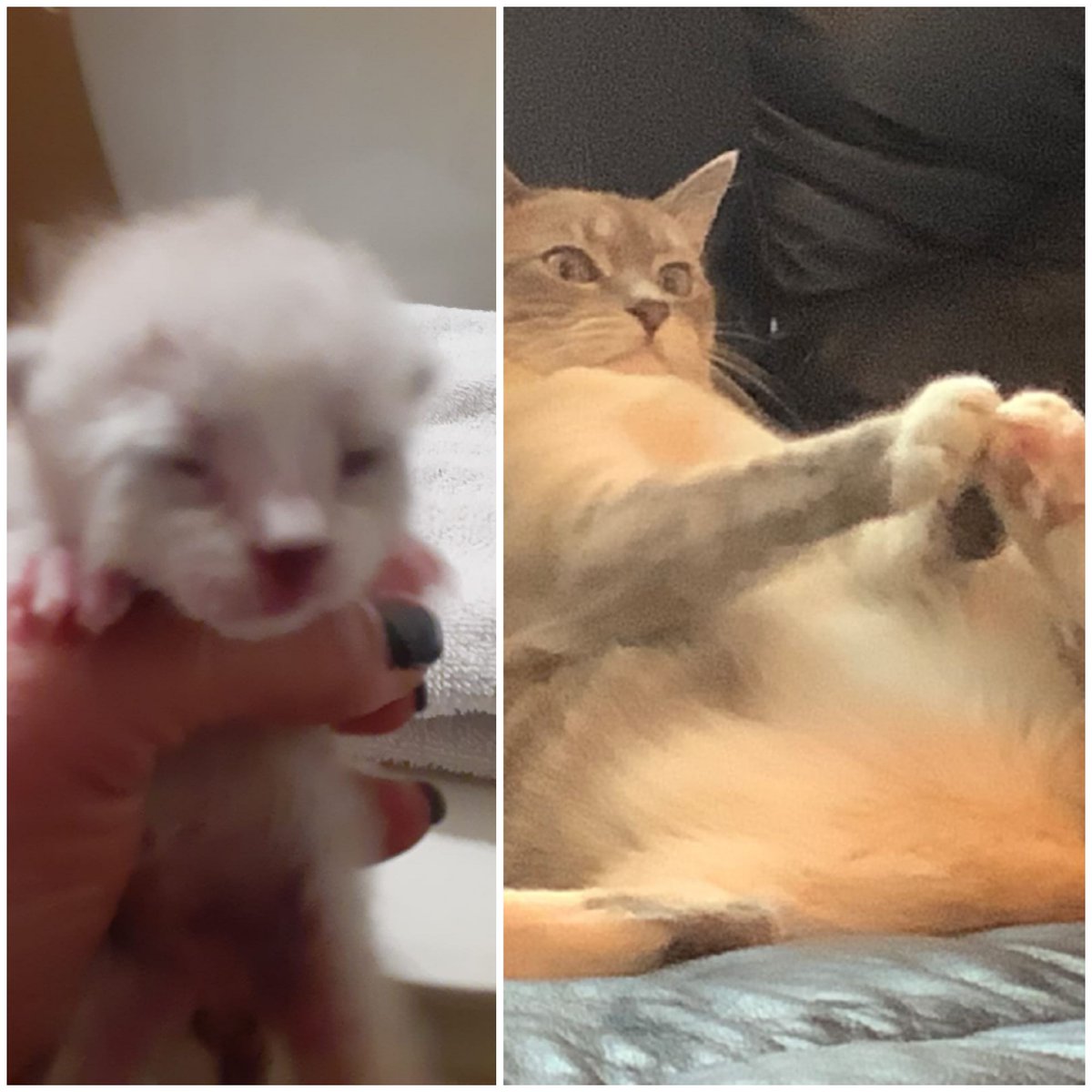 This is what love, patience and (extra) food can do. 
#FosterKitty♥️