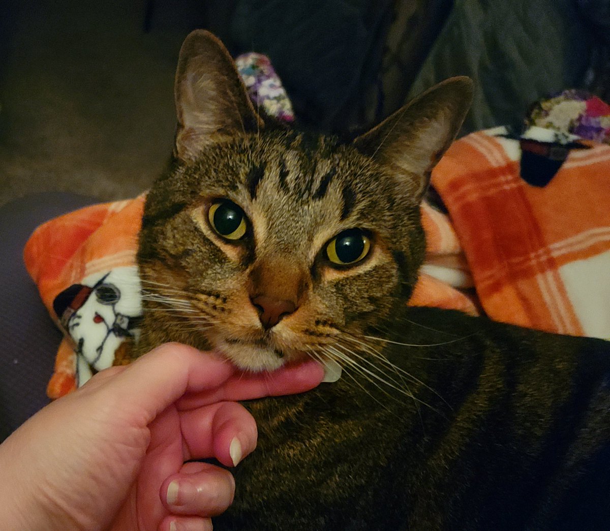 Capt Willoughby 💔Veronica, Gizmo, Shay & Mau tweet media