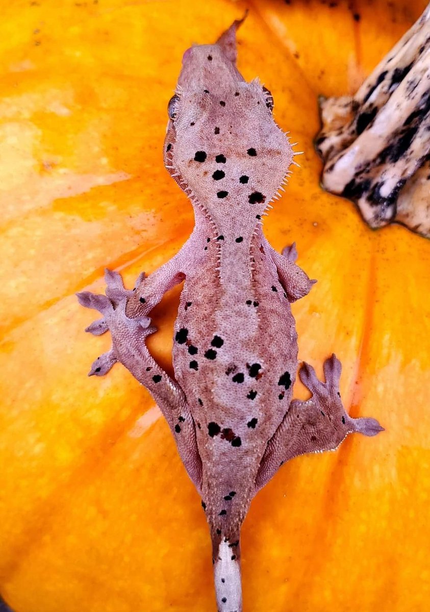 SkyHighGeckos's tweet photo. Our beautiful boy Inferno 🔥 https://t.co/ISKCD5Ie1i