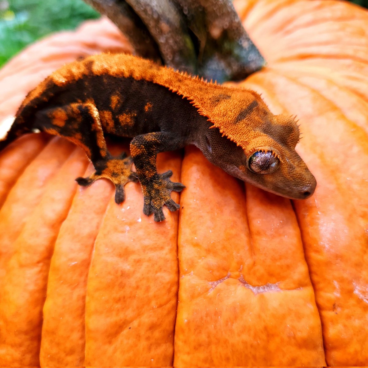 SkyHighGeckos's tweet photo. Our sweet Pumpkin Pie https://t.co/GFcXqLr9IB