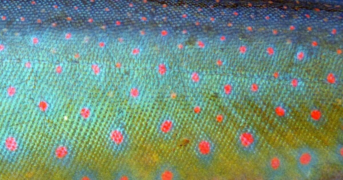 Liebichthy's tweet photo. Let’s see your colorful fishes! This beauty is a Dolly Varden char from the Alaska Peninsula/Izembek National #WildlifeRefuge. https://t.co/48F7MrrBMq