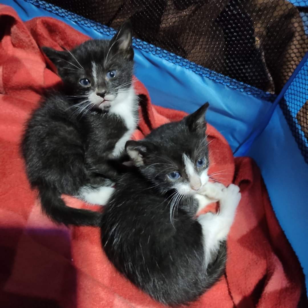 HERMOSOS GATITOS RESCATADOS EN ADOPCIÓN!!
Estos dos hermanitos se van juntos ya que son miedosos y muy unidos. Hay un macho y una hembra.

Están en la comuna de Renca y el contacto, es el: +56975659360
Favor RT!!!!

#AdoptaNoCompres