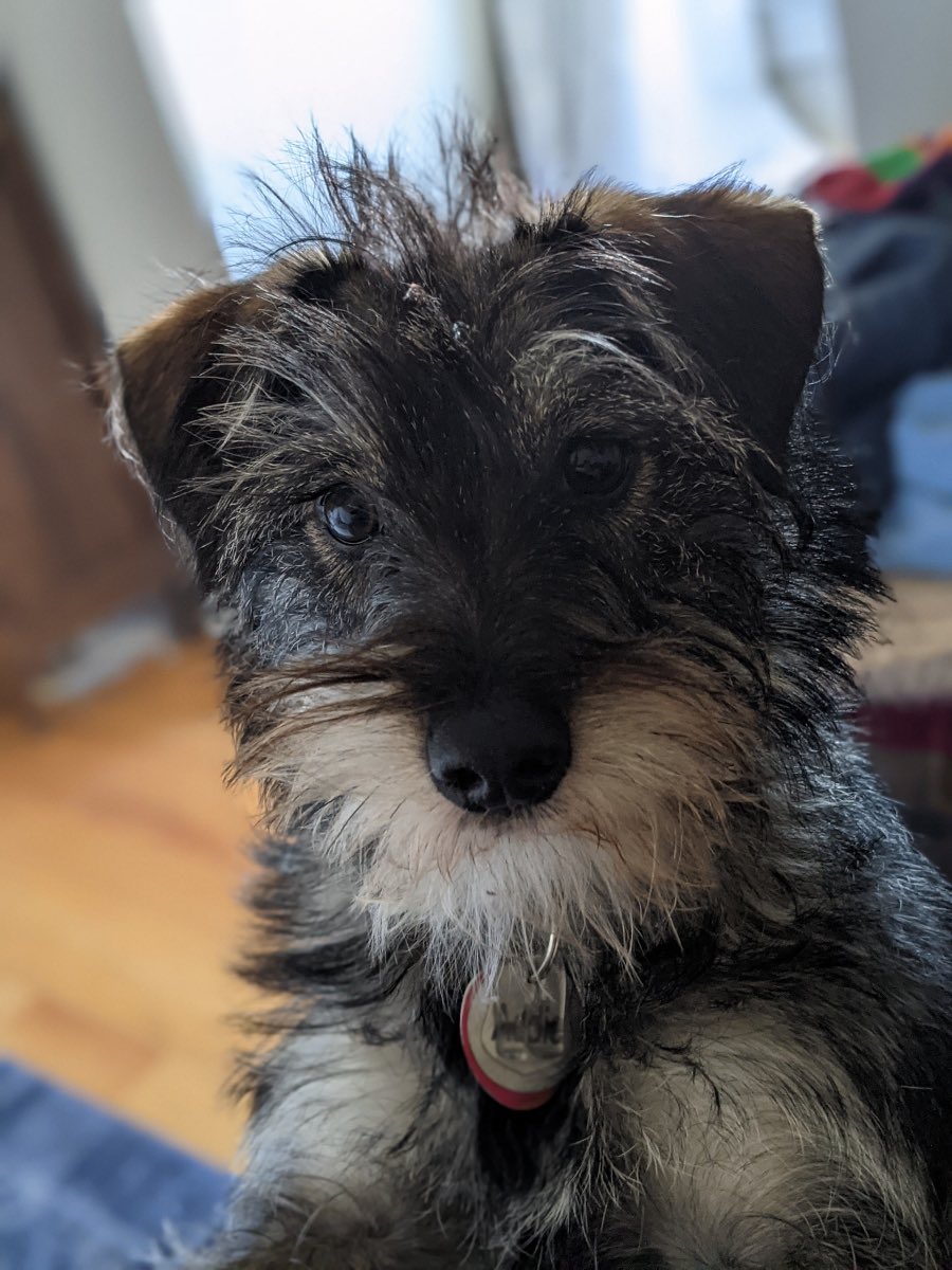 upmcem's tweet photo. This is Addie, this week's feature on #PetsofPittEM ! She's 12 months old and according to her dad @Csoufleris , "she enjoys chewing sticks, eating rabbit poop, running around the woods, and wading shallow waters.”
#PittEMresidents #UPMCEM #emergencymedicineresidency https://t.co/eODiUnhkS5