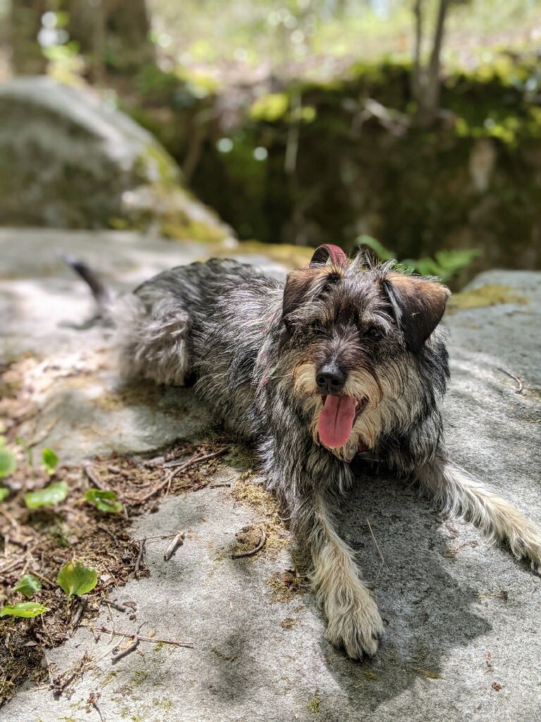 upmcem's tweet photo. This is Addie, this week's feature on #PetsofPittEM ! She's 12 months old and according to her dad @Csoufleris , "she enjoys chewing sticks, eating rabbit poop, running around the woods, and wading shallow waters.”
#PittEMresidents #UPMCEM #emergencymedicineresidency https://t.co/eODiUnhkS5