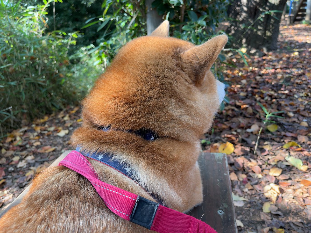 お久しぶりです、むーちゃんです。現在超元気です。実は今年、年明け早々に片目に腫瘍が見つかり、検査や通院の日々でした。中々決断できませんでしたが、先月左目の摘出手術を受けました。手術で剃られた周囲の被毛も元通り生え揃ってきた今日この頃…完全復活して現在超元気です！(冒頭に戻る)