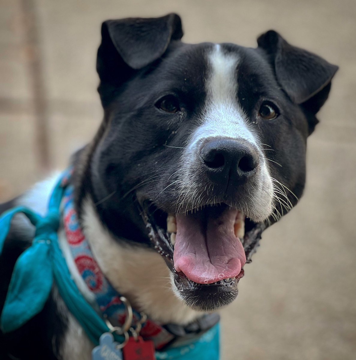 jakeferguson88's tweet photo. 🐾 [📸: @trRyanJ] https://t.co/urp5dl4Xqq