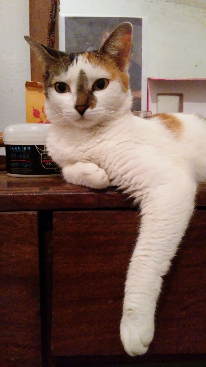 vetlocutora2018's tweet photo. Creo que es mi Bb_8😍😍😍😍#migata #gatos #muacks https://t.co/lnbwBr787x