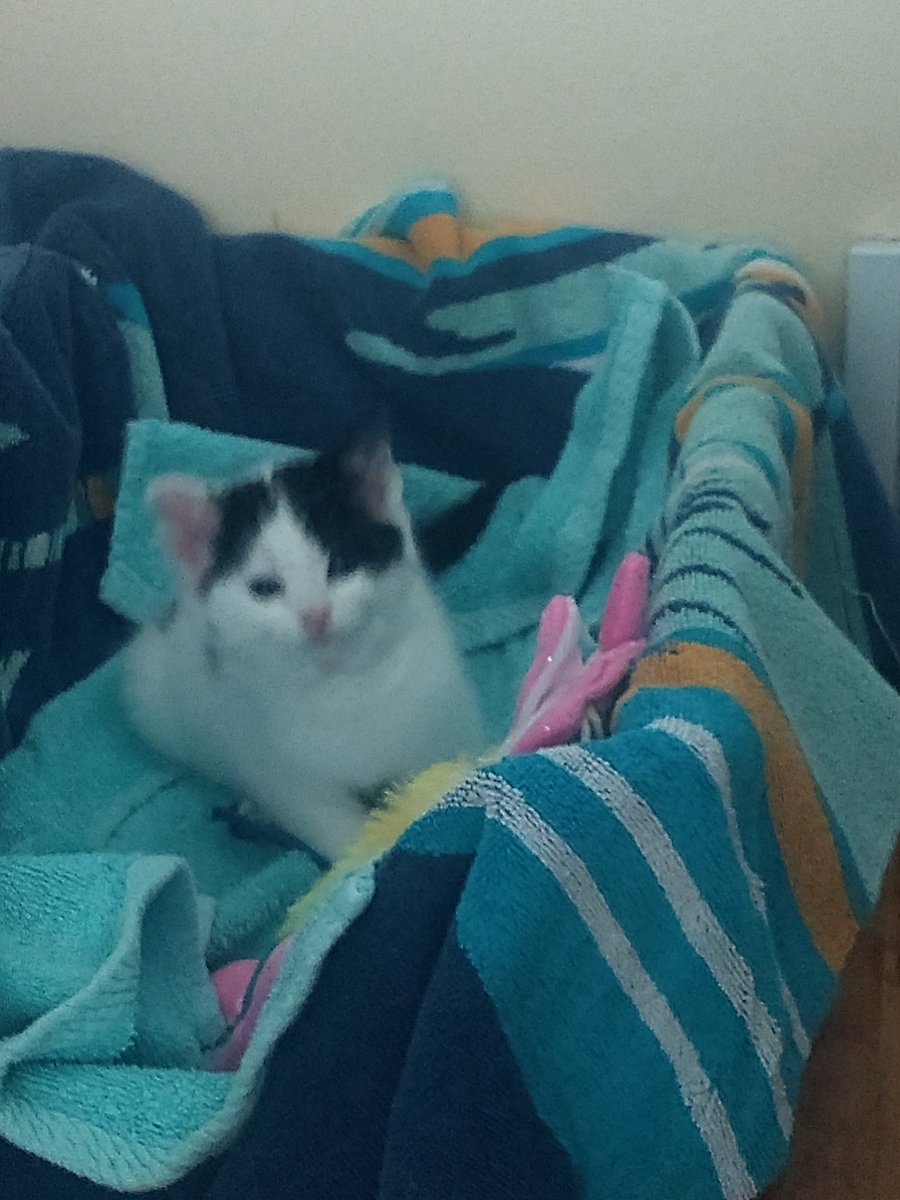 DetectiveShlomo's tweet photo. got a new kitten, named him Hamlet. i am not ashamed https://t.co/Te9sg1c1KM
