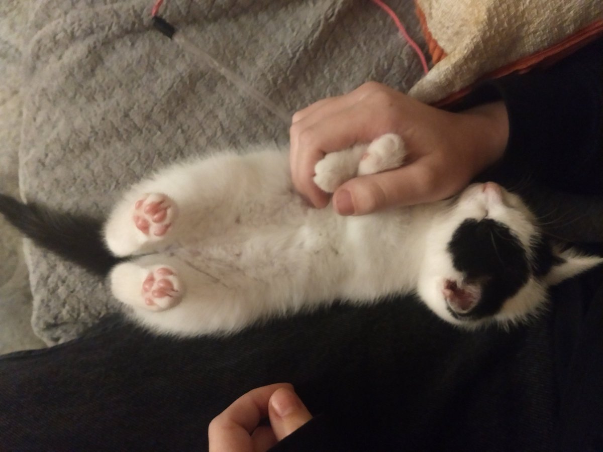 DetectiveShlomo's tweet photo. got a new kitten, named him Hamlet. i am not ashamed https://t.co/Te9sg1c1KM
