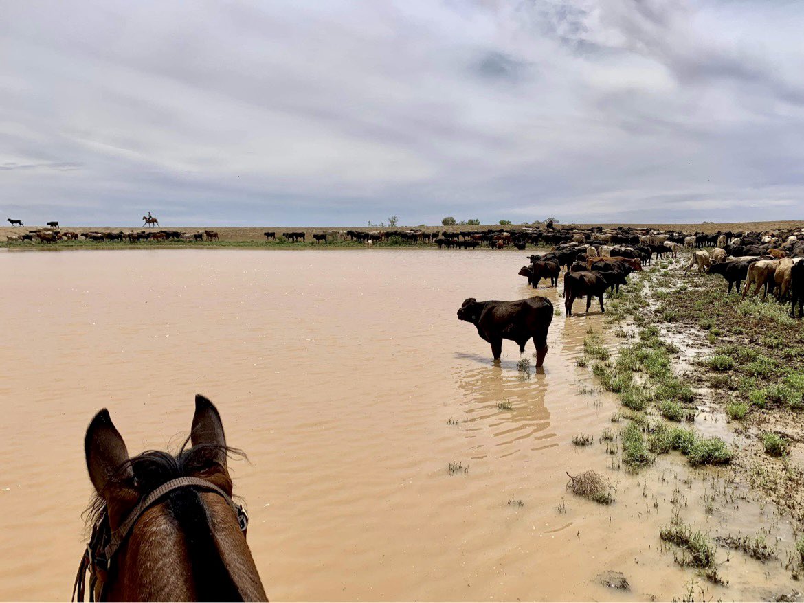 AustAgCo's tweet photo. Lots of green and plenty of happy weaners at South Galway Station in Qldโs south west, after around 90mm of rain fell at the homestead and up to 100mm in the paddocks in the last two weeks.
#rain #happycattle #greengrass #stationlife #aacoliveshere https://t.co/RyjR5gWLgP