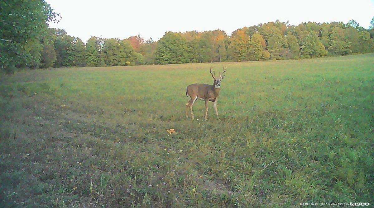 sarge7328's tweet photo. Went and checked some trail cameras thinks are looking good. https://t.co/FHH1WHul5E