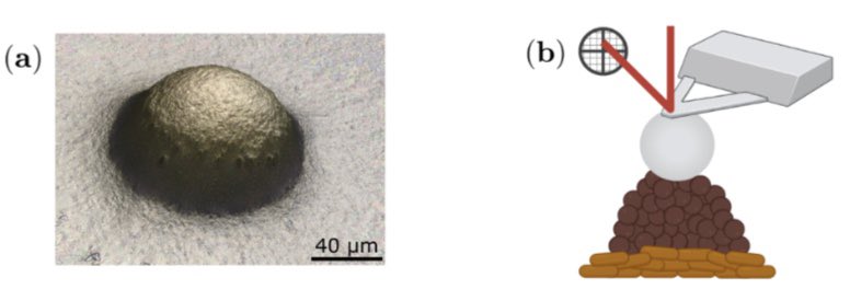 A real tour de force by PhD student Matthew Black. A comprehensive study of the rheology and development of active bacterial droplets called fruiting bodies. Check out the preprint: arxiv.org/abs/2111.12623