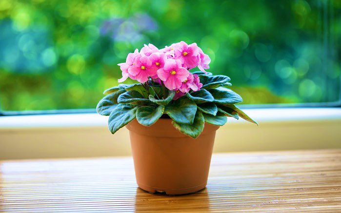 とっこさん 11月25日の花 セントポーリア 和名アフリカスミレ イワタバコ科 セントポーリア属 原産地 タンザニア北部からケニア南部の山岳地帯 開花期 9月 4月 環境によっては通年 花言葉 小さな愛 こまやな愛 親しみ深い 誕生花 2月16日 11月 24日 12月